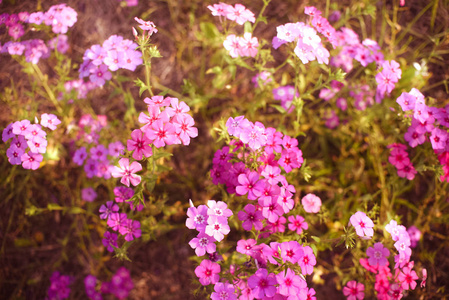 春紫野花田。4月在佛罗里达南部弥漫着紫色的花朵
