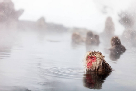 猴日本猕猴在长野，日本温泉中沐浴