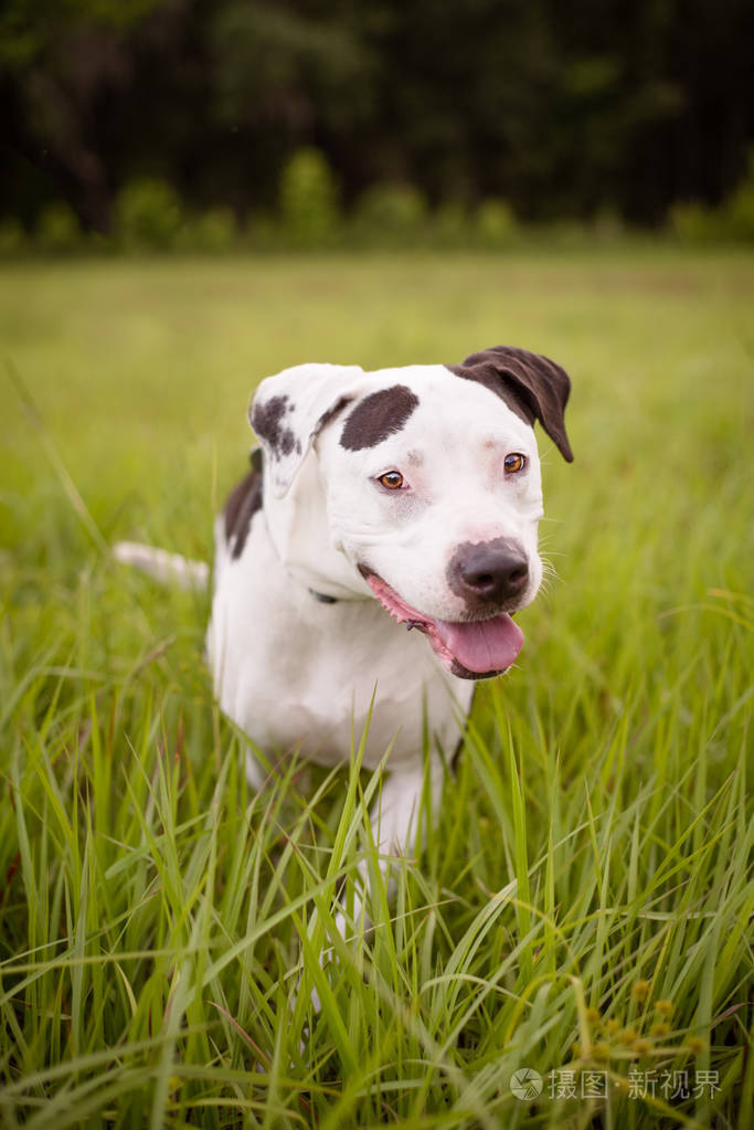 美国斯塔福德郡猎犬在自然远足环境外的肖像