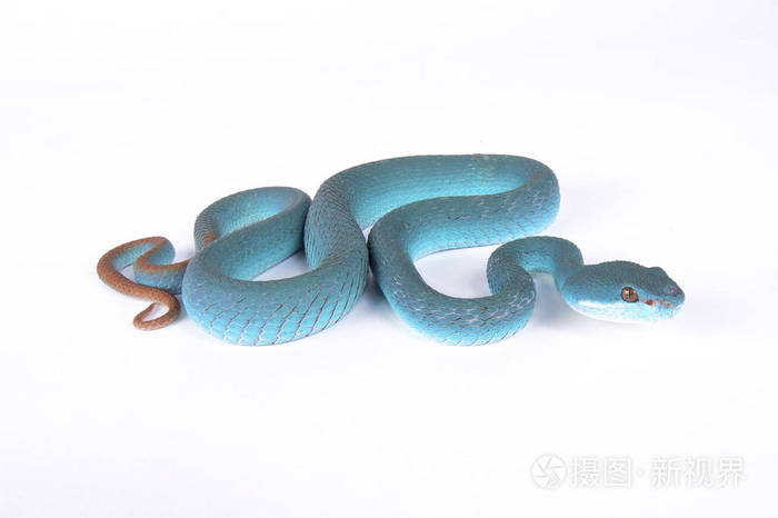 蓝岛坑毒蛇, 竹叶青 insularis