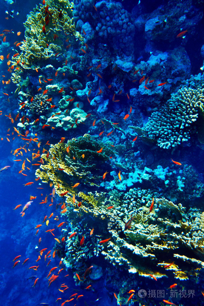 集团的珊瑚鱼水