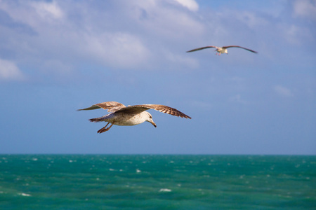 两个海鸥在海上飞行图片