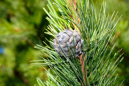 松果,雪松锥体照片
