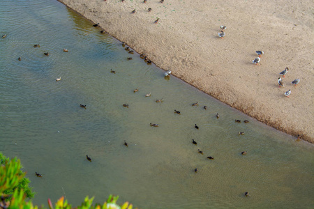 Ericeira 村的洛伦索海滩有很多鸭子。Ericeira, 葡萄牙