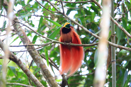 畿的天堂鸟 红羽极 在巴布亚新几内亚 Varirata 国家公园