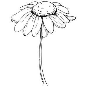 雏菊在矢量样式隔绝了。植物全名 黛西。背景纹理包装图案框架或边框的矢量橄榄树