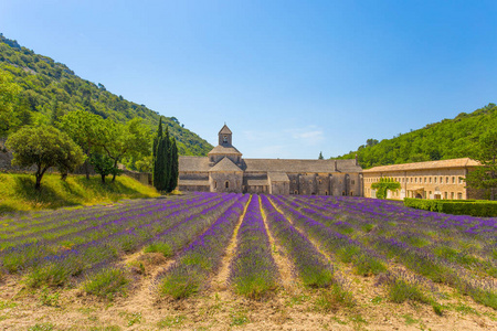 senanque 和盛开的修道院行薰衣草花。戈尔德 鲁伯隆 vaucluse 普罗旺斯 法国 欧洲