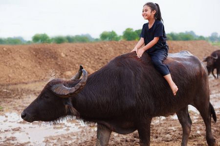 泰国农村传统的场面, 泰国农夫牧羊人女孩骑水牛, 抚育水牛牧群回去农舍。泰国内地文化, 生活, 职业概念