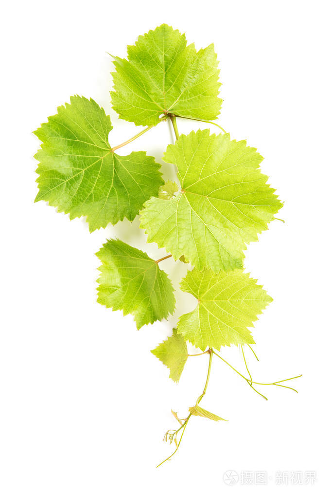葡萄叶子在白色背景.绿藤叶