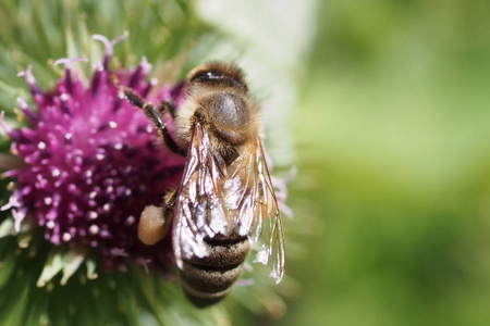 在花上采集花粉的西方蜜蜂