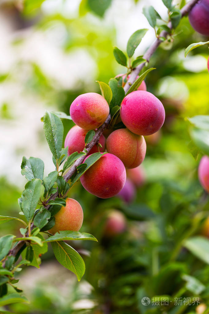 红李子果在树枝上绿叶在花园里生长梅花梅花在树枝上梅花成熟