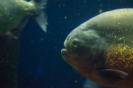 我水族馆里的食人鱼