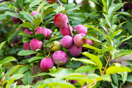 红梅, 水果, 时令水果, 夏天, 新鲜水果, 红果, 李子红樱桃李子水果