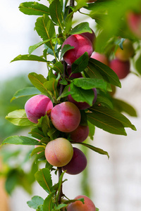 红李子果在树枝上, 绿叶在花园里生长.梅花.梅花在树枝上.