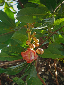 大炮球树, Couroupita 花草