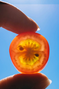 西红柿在手上蓝色的背景, sunlighted