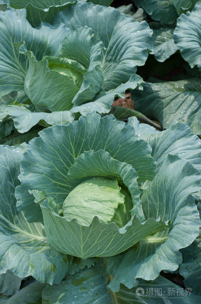 白菜甘蓝甘蓝l研究结球甘蓝l