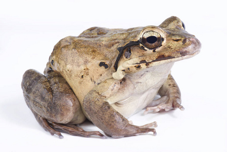 山鸡, Leptodactylus 黄花