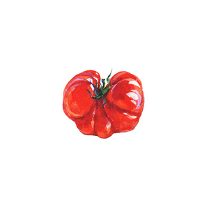 水彩画西红柿在白色背景。手绘蔬菜插图