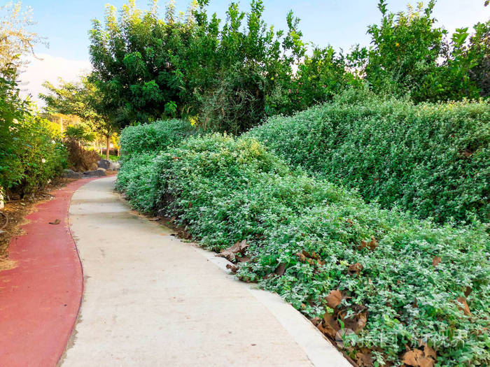 春天的风景春天公园树木和摊位的绿色树枝在春天的一天绿树成荫的绿色