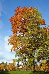 光明树在秋天公园