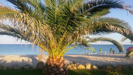 白色沙滩前的阳光明媚的棕榈树, 配有休闲椅雨伞和地中海景色