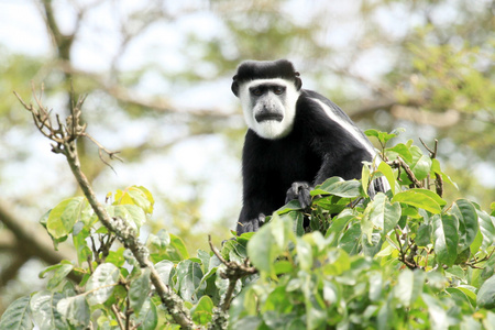 黑白疣猴bigodi 湿地乌干达 非洲