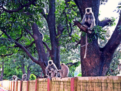 灰色叶猴放松在 Rishikesh, 世界瑜伽之都