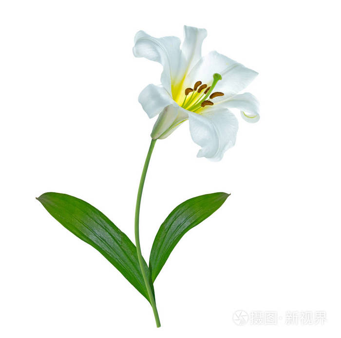 孤立在白色背景上的明亮百合花