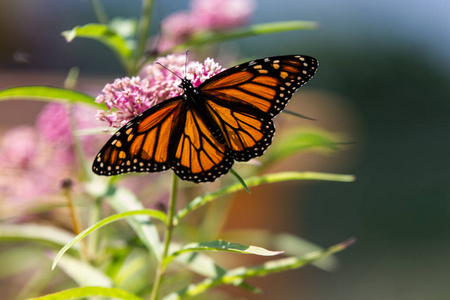帝王蝴蝶在夏日花园中粉红色马利筋花的喂养