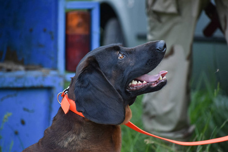 巴法力亚山猎犬 Bayerischer Gebirgsschweisshund 看右接近的看法