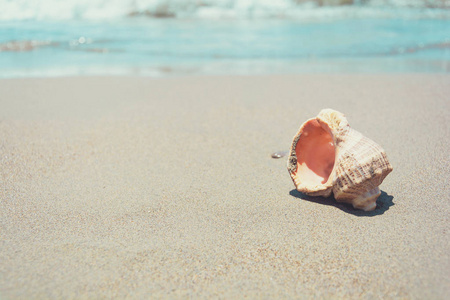 海贝壳以沙子和波浪作为背景