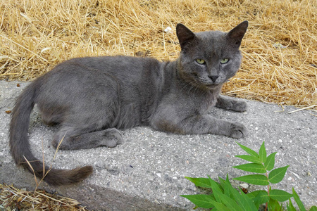 无家可归的灰色美丽的猫