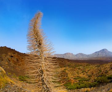 echium wildpretii 红色 tanajiste rojo 泰特内里费岛