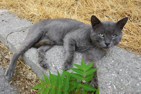 无家可归的灰色美丽的猫