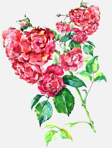 枝红玫瑰。花卉插图