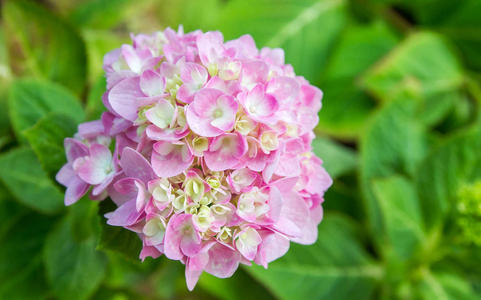 盛开的绣球花秦艽在花园里