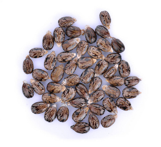 毒蛋白的分子结构干的和绿色的蓖麻豆蓖麻的种子,蓖麻豆或蓖麻油植物