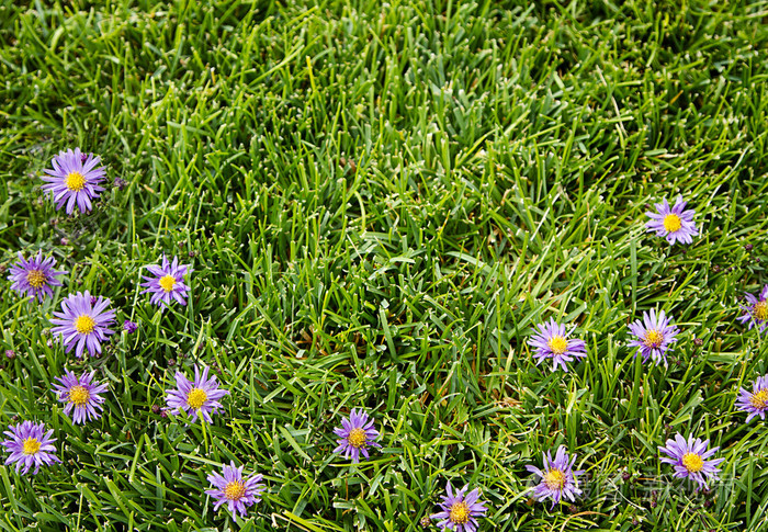 紫色花朵草地背景上