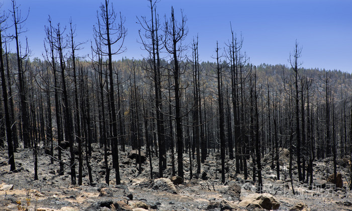 金丝雀松在泰德国森林火灾后的黑色灰烬