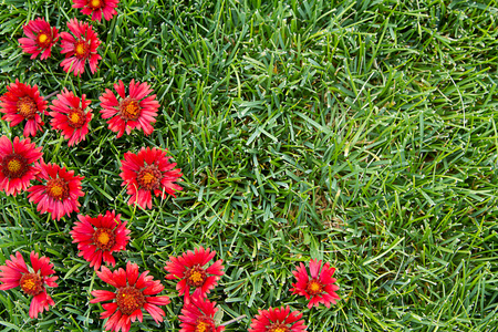红色花与草