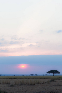 孤独的相思在日落时分。安博塞利, 非洲
