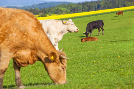 放牧在草地上的奶牛