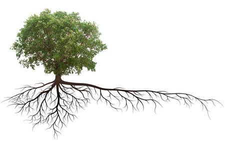 白色背景下根系分离的榕树照片