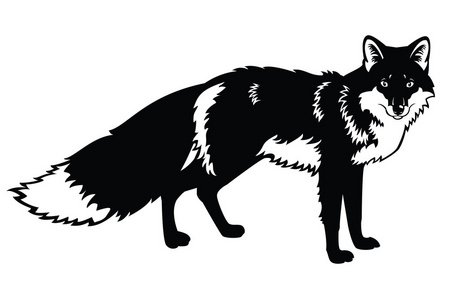 黑狐狸黑色和白色的狐狸形象照片