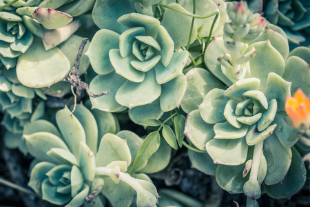 Aeonium 立玫瑰花植物, 肉质 crassulaceae