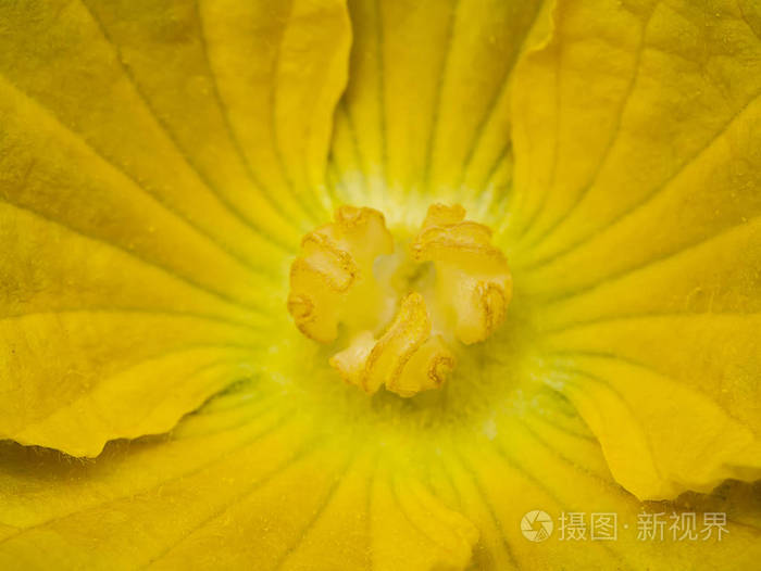 关闭冬瓜花的花粉 贝宁卡萨 希皮达 照片 正版商用图片 摄图新视界