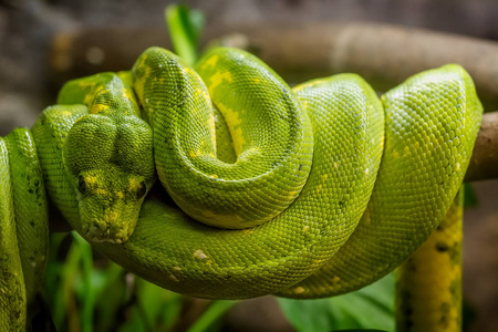 绿色树枝上的蛇