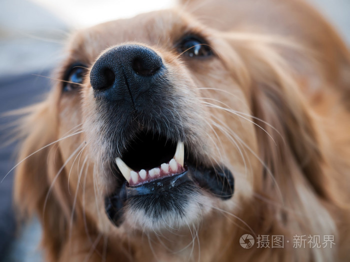 金毛猎犬吠叫