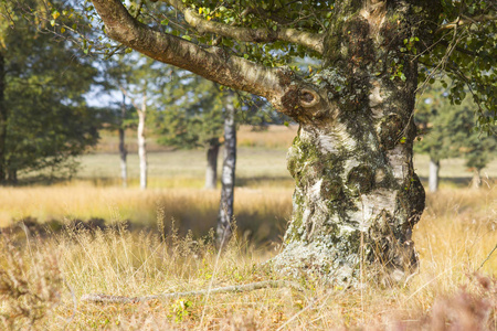荷兰国家公园侯格维陆威侯格维陆威的老桦木